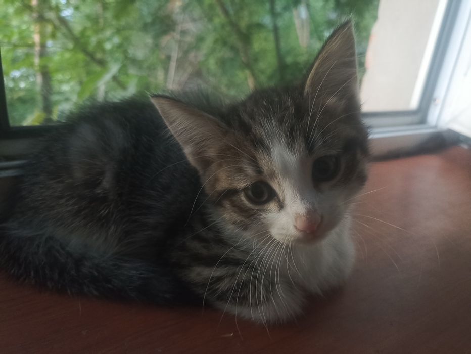 Котенок мальчик 2,5 мес.