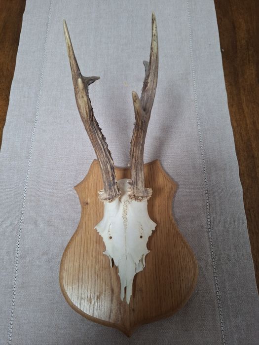 Trofeu caprior cu panoplie!