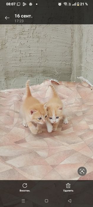 Отдам двух котят