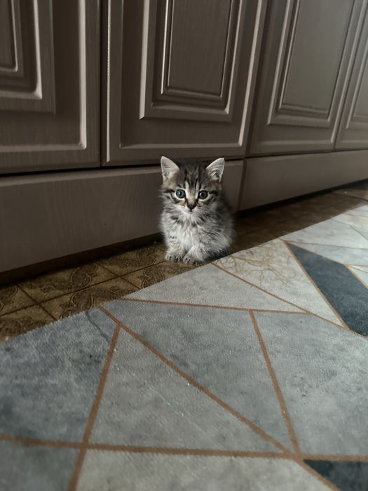 Отдам кошечку в добрые руки