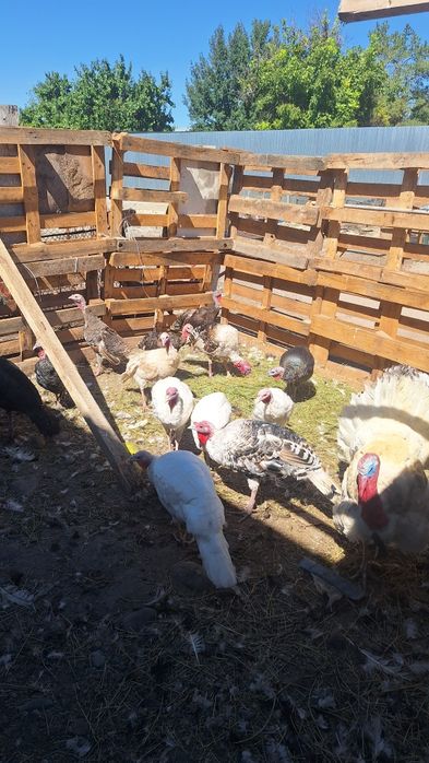 Продам индюков 16 голов
