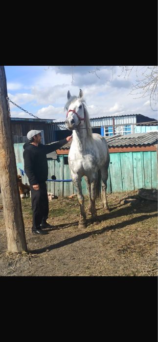 Продам жыребца орловца