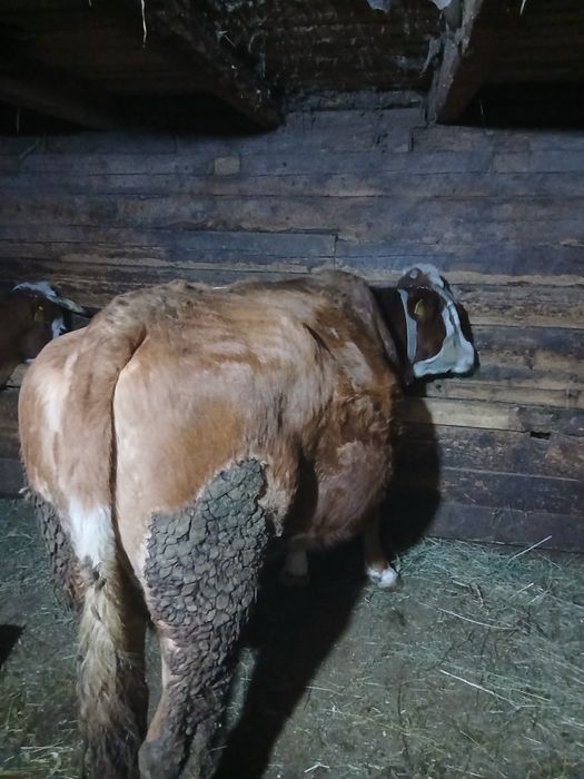 Vand vaca baltata romaneasca