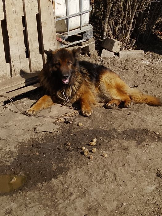 Отдам хорошие руки Мальчик+ Девочка