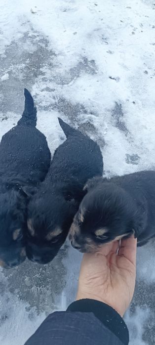 Щенята в хорошие руки