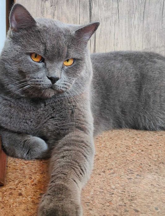 Вязка скоттиш страйт