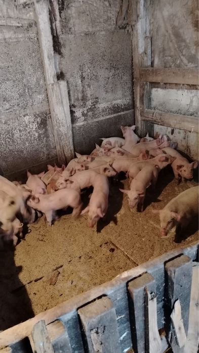 Продам поросят куринесушек