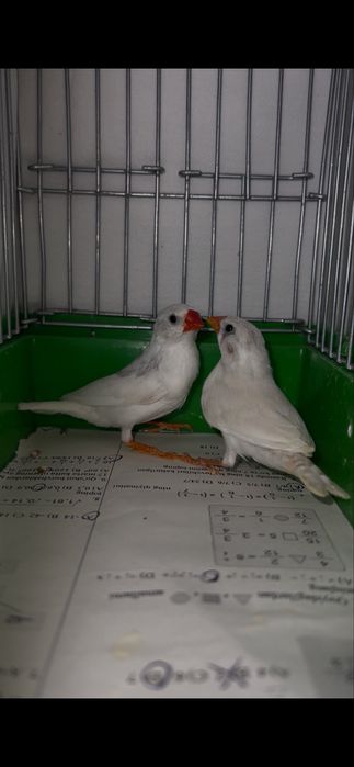 Амадинка Амадин Amadinka Amadin