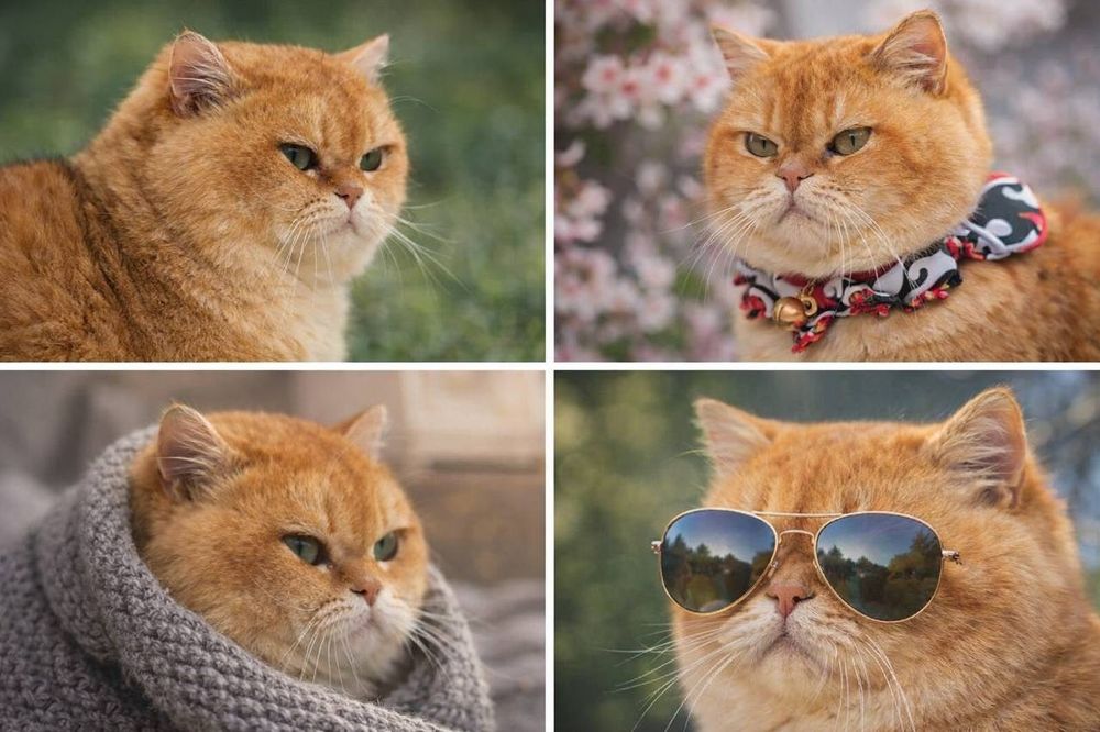 Vyazkaga zolotaya shinshilla NY12 British