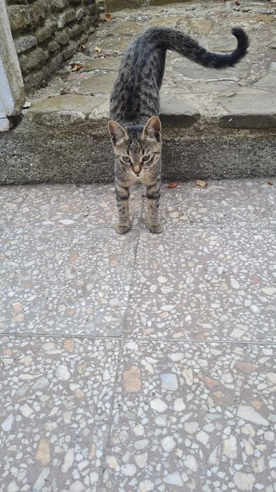 Тигрово  коте търси дом