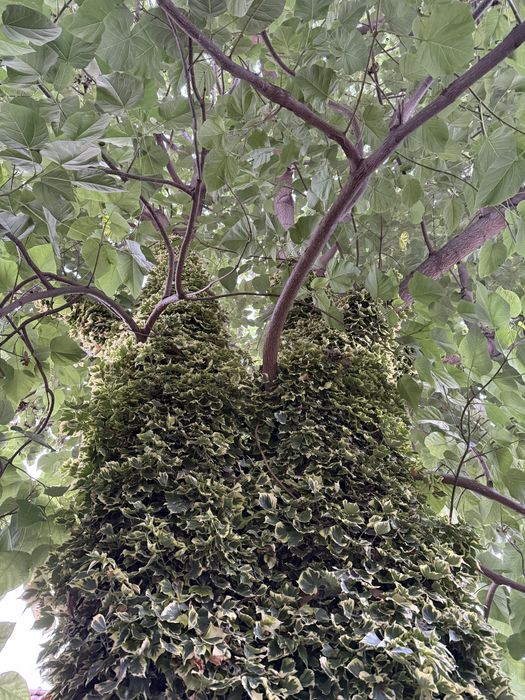 Copac paulownia pentru lemn