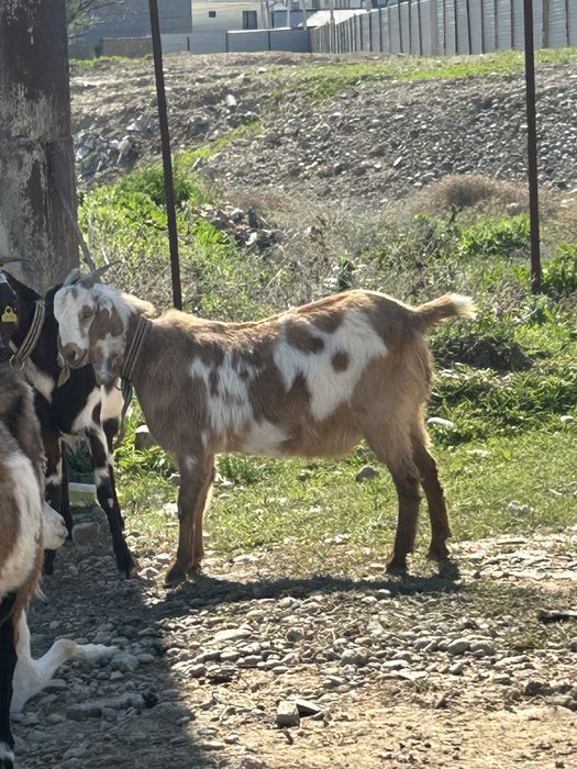 Сүтті Ешкі сатылады