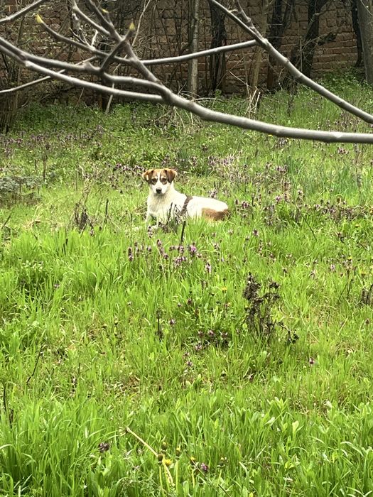 Подарява се мъжко куче