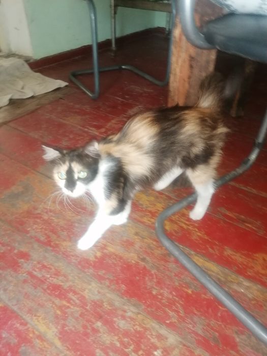 Котято домашние здоровые