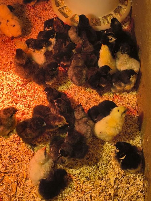 Pui Australorp negru și albastru de o săptămână