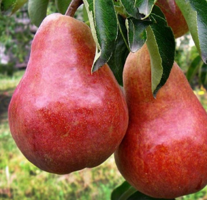 Pomi Fructiferi la Ghiveci (Păr )