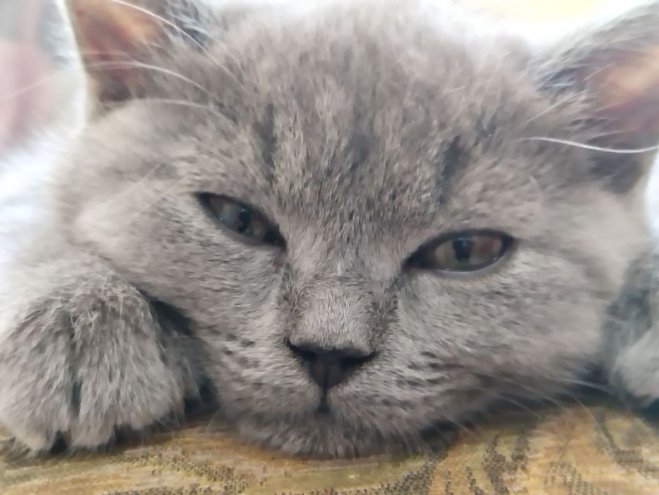 Скоттиш страйт угил