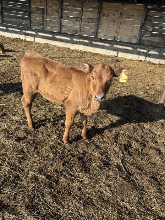 Продам телочек 2