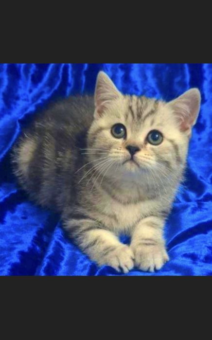 Котята Британская короткошерстная