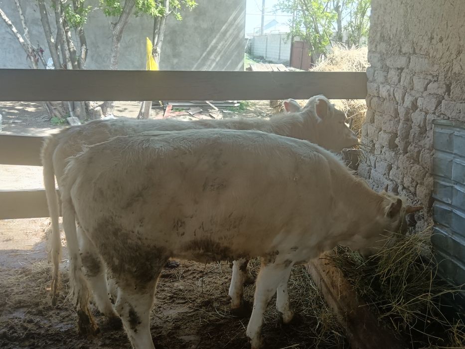 қашарлар сатылады