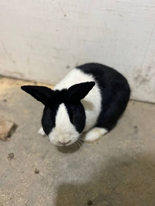 Golland panda Golland yapon zotiga mansub quyonlar sotiladi yeb ichish