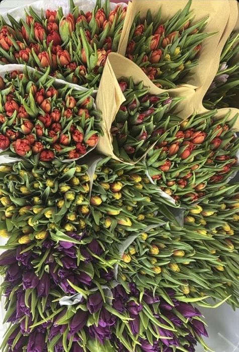 Продажа тюльпан, СВЕЖИЕ!