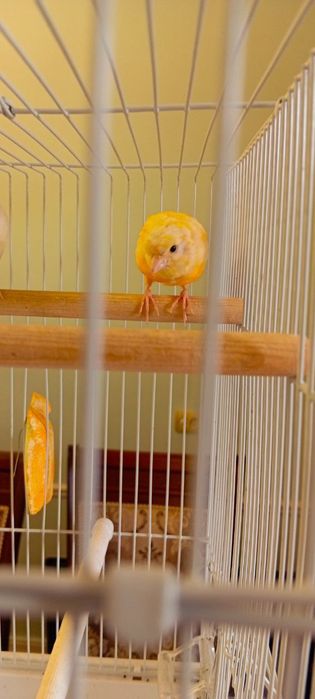 Kanareyka Moda sotiladi