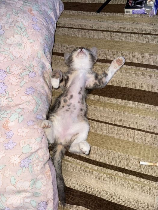 Отдам котенка в добрые руки