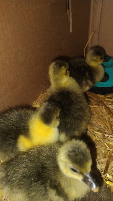 Продавам гъски и гъсета