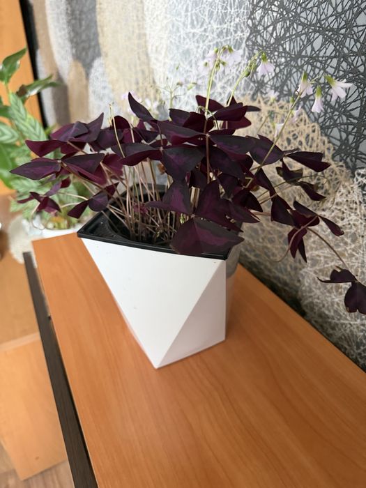 Кислица , Оксалис , Oxalis 4000