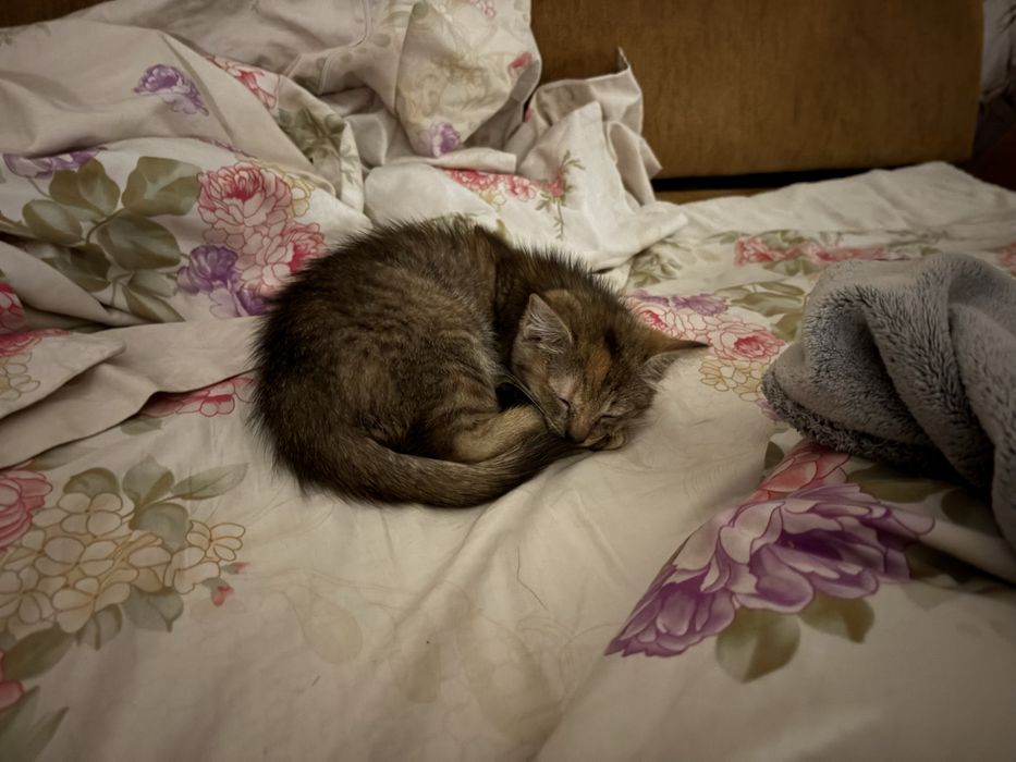 Хочу пристроить котенка, девочка