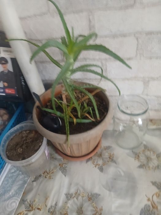 Продам алое 2000