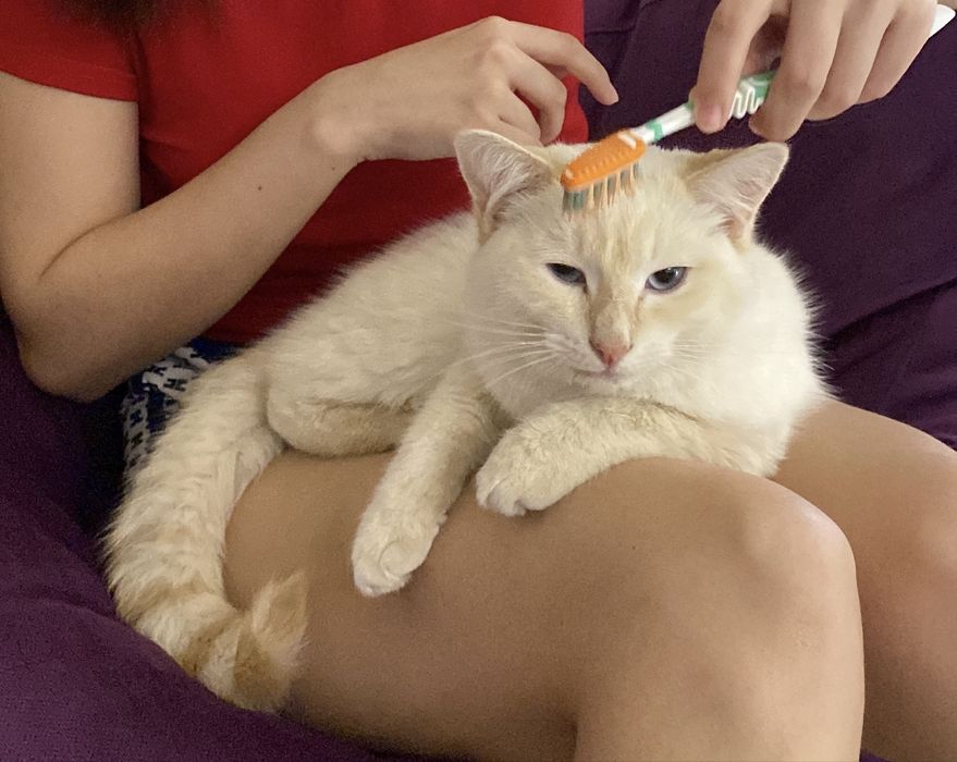 Пропал кот Снежок