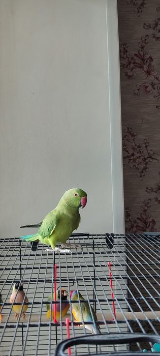 Ожереловый попугай