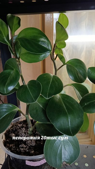 Комнатные растения