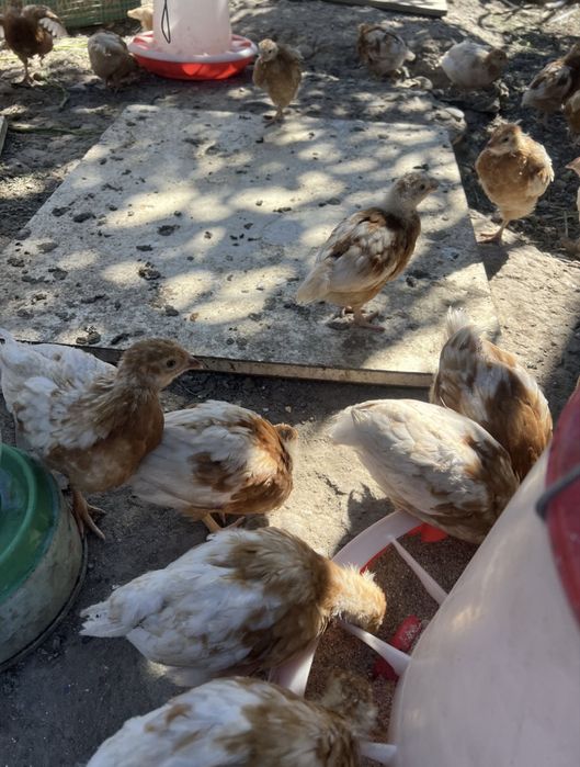 Продам кур и цыплят несушки