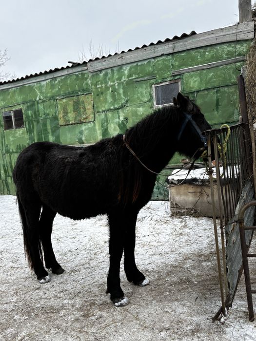 Жеребец 3х летка