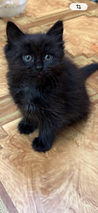 Котята  бесплатно
