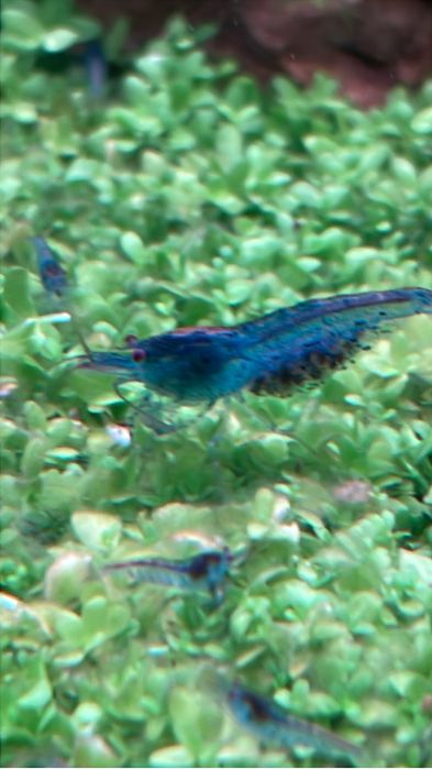 Creveti caridina Deep Blue Aura / shrimp