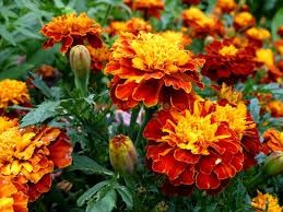 Rasaduri de legume și flori tradiționale românești BIO