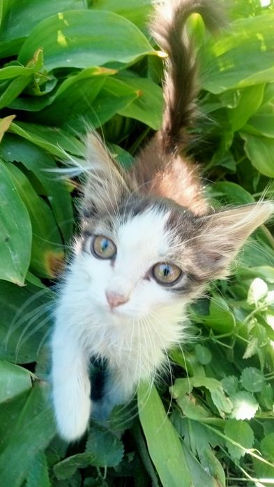 Котёнок - мальчик