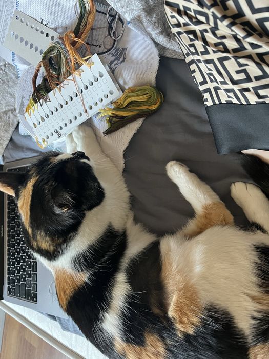 Индивидуальная передержка кошек