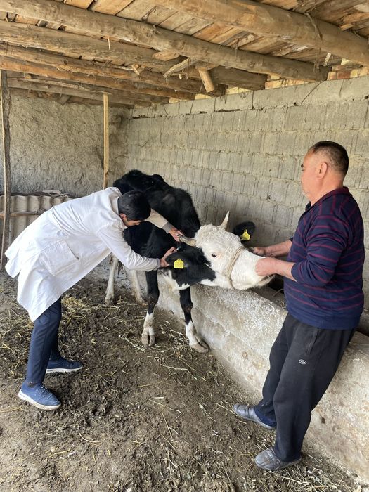 Veterinariya hizmati