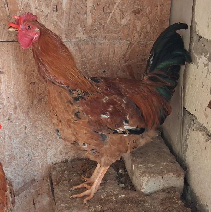 Кучин әтештері сатылымда