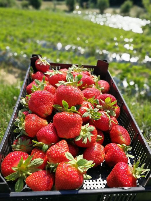 ПРОДАЖБА НА РАЗСАД – БОРОВИНКИ И ЯГОДИ,  Малки боровинки- изгодно