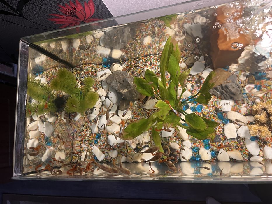 Pesti de acvariu (guppy)