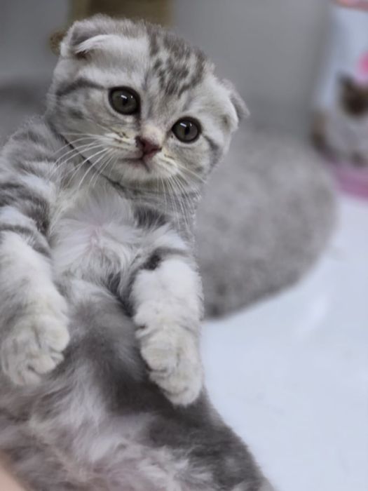 Skotish fold mushukchalari