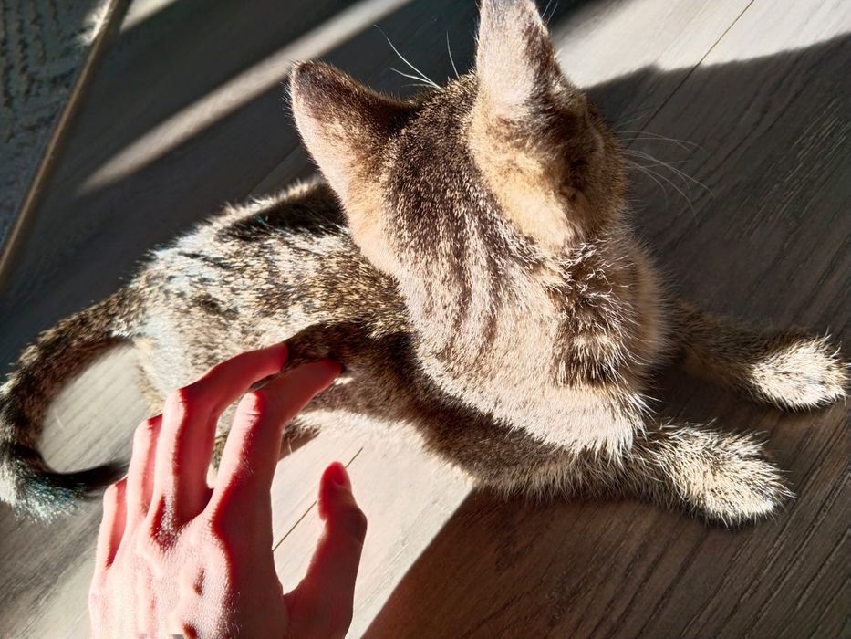 Отдам котенка,2,5 мес