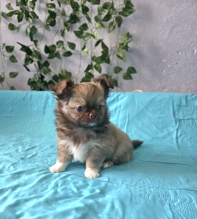 Чихуахуа момченца