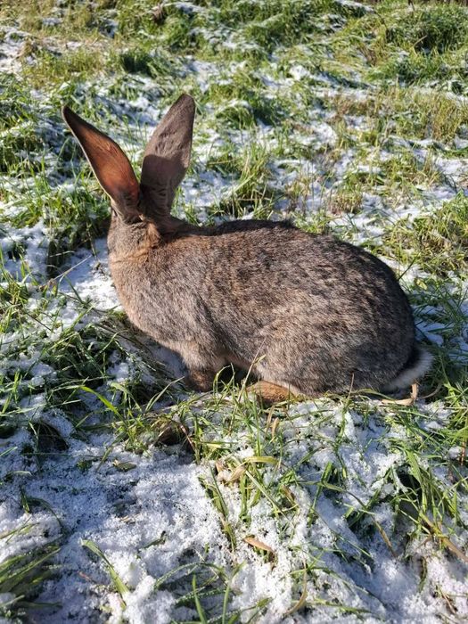Iepuri mici și adulti